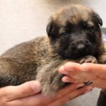 A person holding a puppy in their hands.