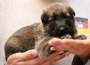A person holding a puppy in their hands.