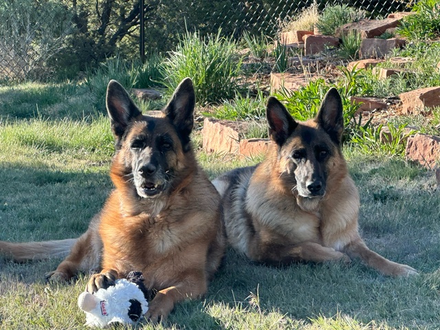Trainedblack and red German Shepherds in michigan