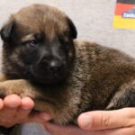 A person holding a puppy in their hands.