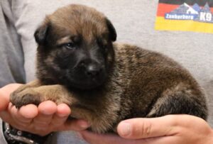 A person holding a puppy in their hands.