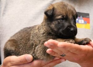 A person holding a puppy in their hands.