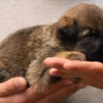 A person holding a puppy in their hands.