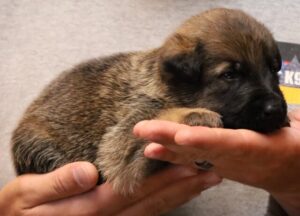 A person holding a puppy in their hands.