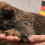 A person holding a cat in their hands.