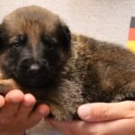 A person holding a puppy in their hands.