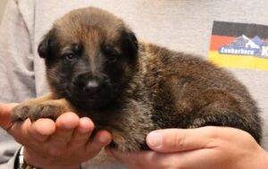 A person holding a puppy in their hands.
