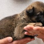 A person holding a puppy in their hands.