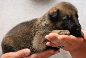 A person holding a puppy in their hands.