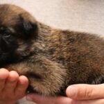 A person holding a puppy in their hands.