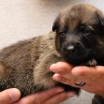 A person holding a puppy in their hands.