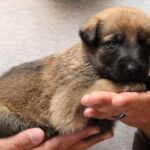 A person holding a puppy in their hands.