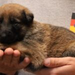 A person holding a puppy in their hands.