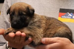 A person holding a puppy in their hands.