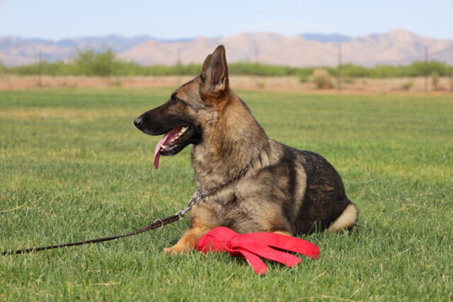 A german shepherd laying in the grass with its head on a leash.