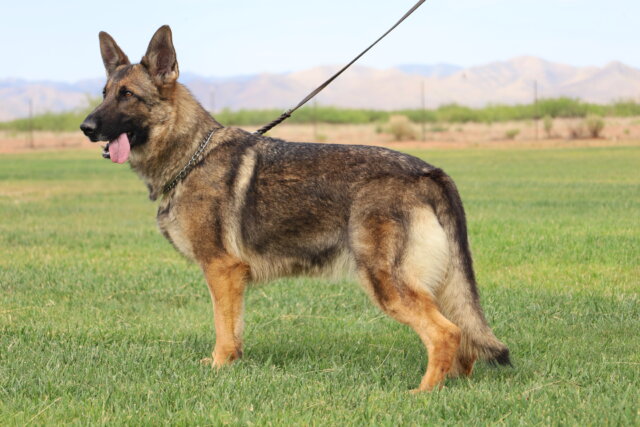 A german shepherd dog on a leash in the grass.