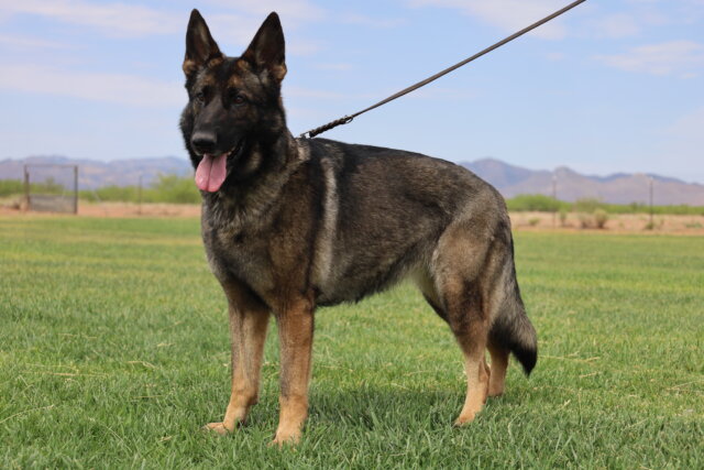A german shepherd dog standing on top of grass.