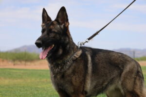 A german shepherd dog with its head on the leash.