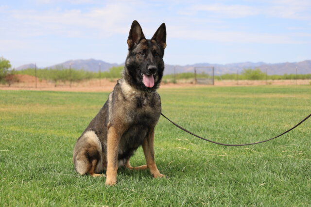 A german shepherd sitting in the grass with its mouth open.