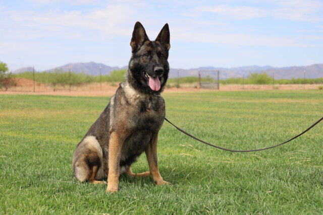 A german shepherd sitting in the grass with its leash.