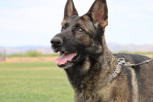 A german shepherd dog with its mouth open.