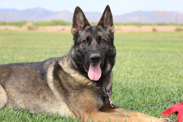 A german shepherd laying in the grass with its tongue hanging out.