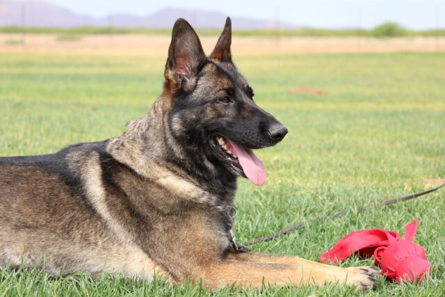 A german shepherd laying in the grass with its tongue hanging out.