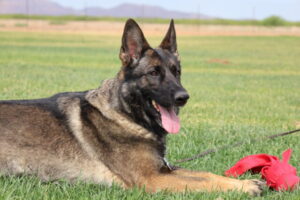 A german shepherd laying in the grass with its tongue hanging out.