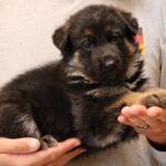 German Shepherd Puppy Tucson Arizona