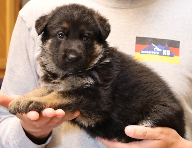 Puppy picture Zauberberg K9