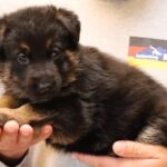 Shepherd puppy picture