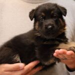 German Shepherd puppy picture