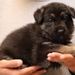 German Shepherd puppy