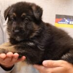 Zauberberg Kennels Shepherd puppy