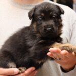 Zauberberg Shepherd puppy hand held