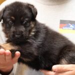 Photo of German puppy