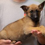 Puppy picture