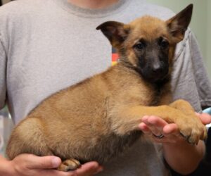 Puppy picture
