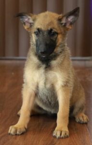 puppy sit
