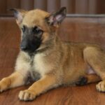 puppy picture lay down