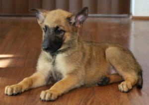 puppy picture lay down
