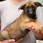 picture puppy