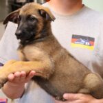 puppy picture German flag
