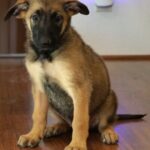 sitting puppy picture
