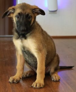 sitting puppy picture