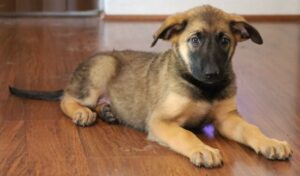 lay down puppy
