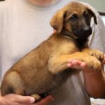 Puppy