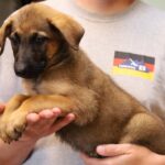 Puppy picture