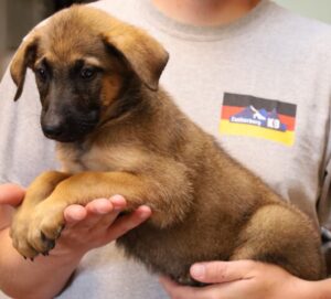 Puppy picture