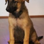 Female puppy sit